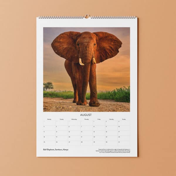 Andy Rouse Bull Elephant Wildlife Photography Calendar | Johnsons Bespoke Calendars