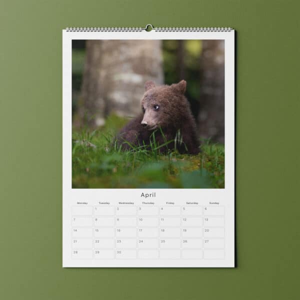 Hannah Stitfall Bear Cub Wildlife Bepsoke Calender | Johnsons Bespoke Calendars